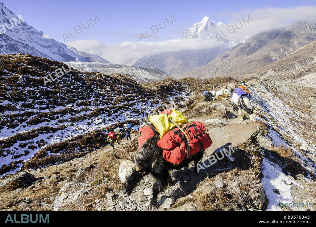 Yak carrying rope, (Bos mutus or Bos grunniens) Chhukhung. Sagarmatha National Park, Khumbu Himal, Nepal, Asia.