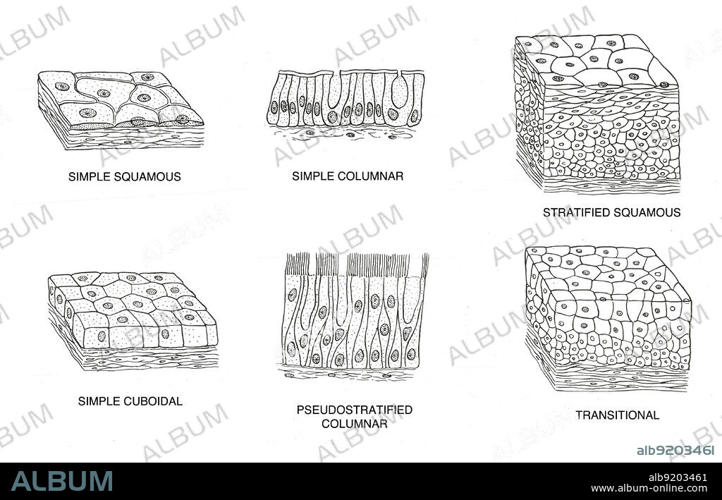 Labeled diagram of the various types of epithelial cells.