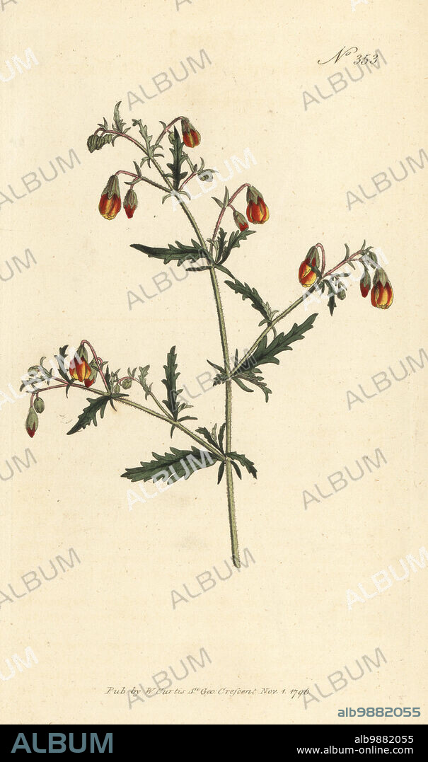Hermannia species. Cut-leaved mahernia, Mahernia incisa. Raised by James Colvill, nurseryman of Kings Road, Chelsea. Handcoloured copperplate engraving after a botanical illustration from William Curtis's Botanical Magazine, Stephen Couchman, London, 1796.