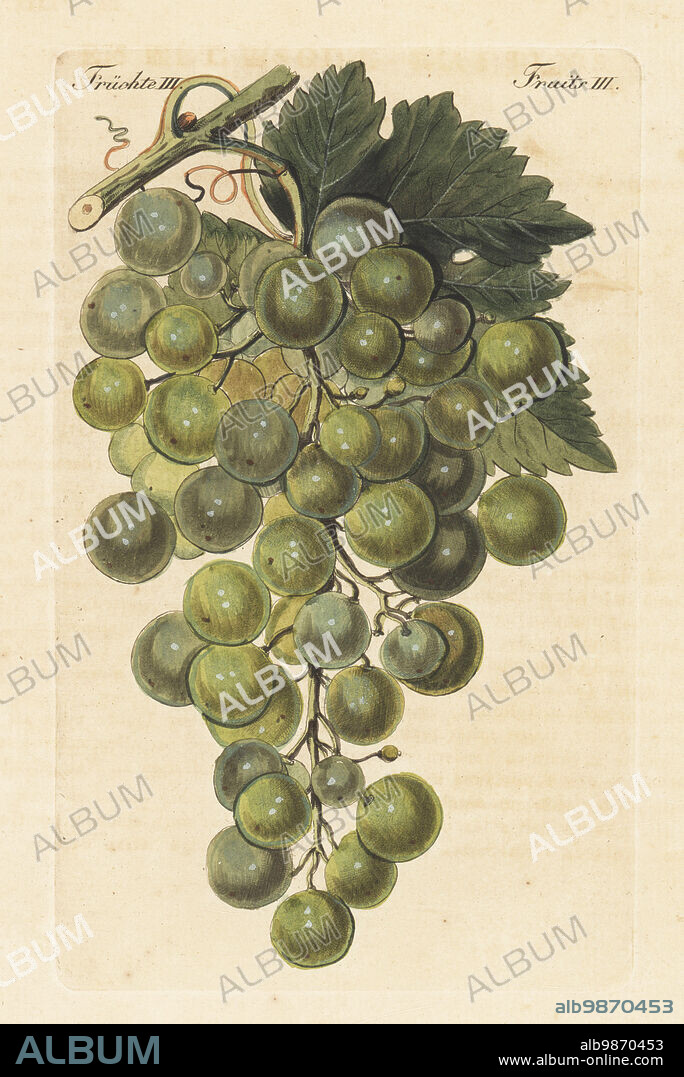 Le Chasselas blanc, white grape variety, Vitis vinifera. Used in Fendant, Gutedel and Pouilly-sur-Loire wines. Handcoloured copperplate engraving from Carl Bertuch's Bilderbuch fur Kinder (Picture Book for Children), Weimar, 1815. A 12-volume encyclopedia for children illustrated with almost 1,200 engraved plates on natural history, science, costume, mythology, etc., published from 1790-1830.