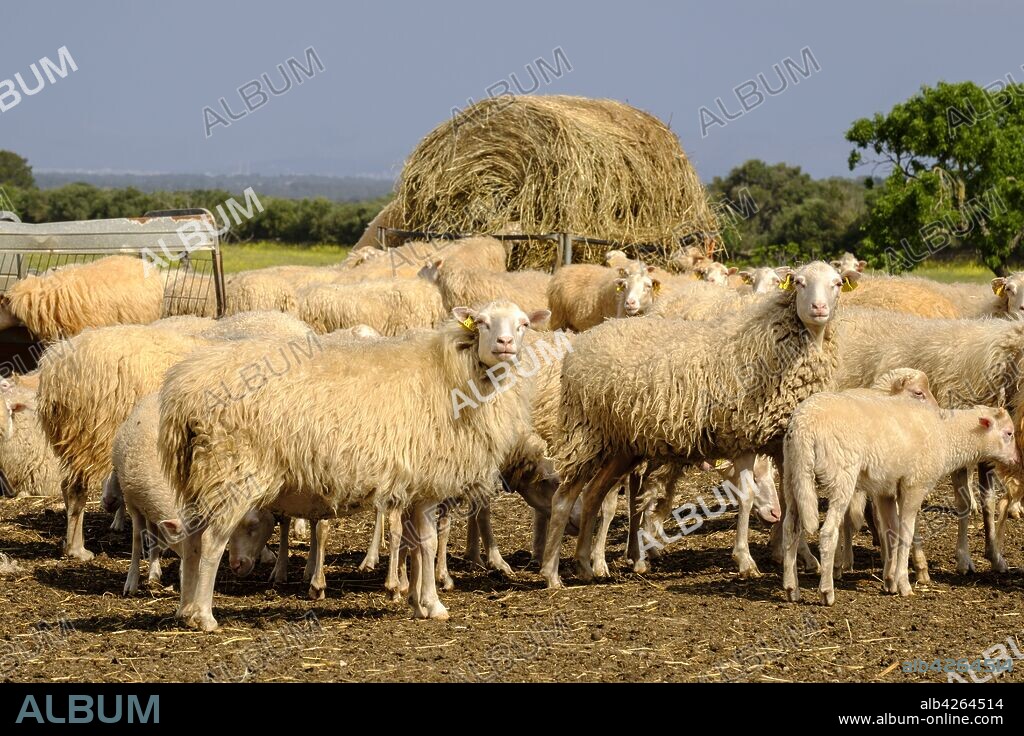 oveja mallorquina, finca Es Bosch Vell, Santa Margalida, Mallorca, balearic islands, spain, europe.