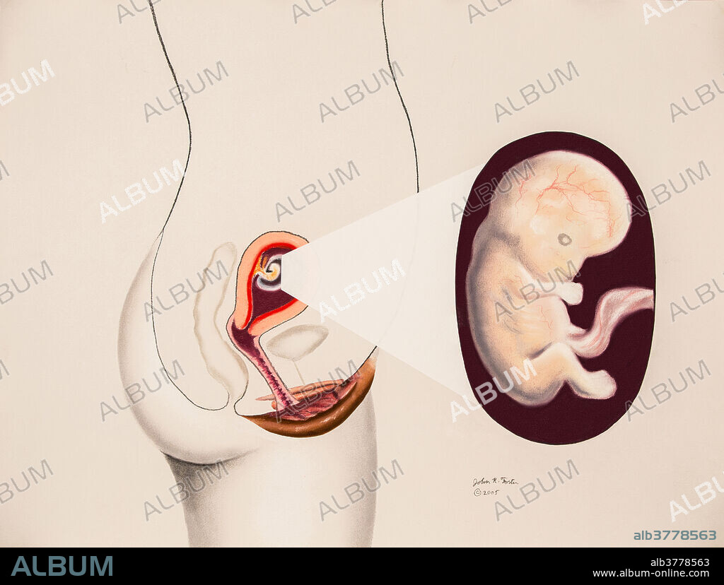 絵画 the memory in the womb Pregnancy, Embryo at 2 Months, 2 of 9 - Album alb3778563