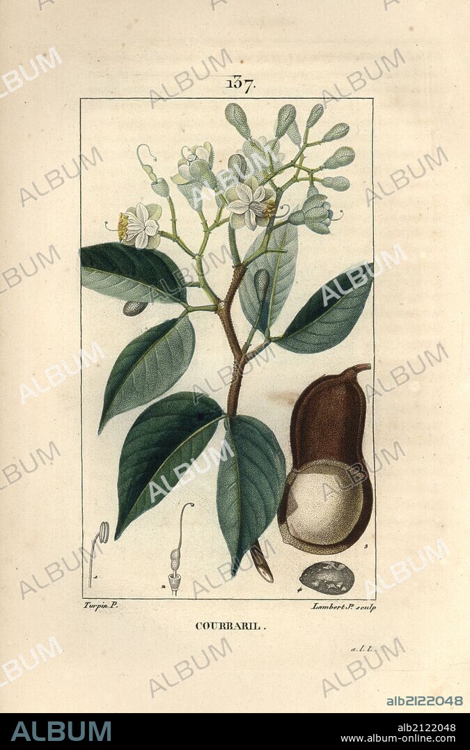 Locust tree, Hymenaea courbaril, showing flowers, leaves and section through seed pod. Handcoloured stipple copperplate engraving by Lambert Junior from a drawing by Pierre Jean-Francois Turpin from Chaumeton, Poiret et Chamberet's "La Flore Medicale," Paris, Panckoucke, 1830. Turpin (1775~1840) was one of the three giants of French botanical art of the era alongside Pierre Joseph Redoute and Pancrace Bessa.