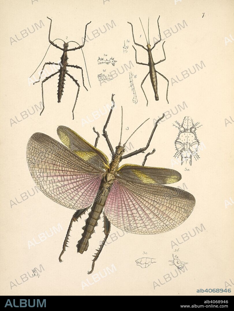 JOHN OBEDIAH WESTWOOD. Orthoptera is an order of insects with paurometabolous or incomplete metamorphosis, including the grasshoppers, crickets, cave crickets, Jerusalem crickets, katydids, weta, lubber, Acrida, and locusts. (ORDERâ€” ORTHOPTERA. Sectionâ€” Ambulatoiiia. Familyâ€” Piiasmid.e.)  FIGURE 1: PHASMA (ACANTHODERA) SEMI-ARMATA. FIGURE 2: PHASMA (ACANTHODERA) BICOROXATA.     . The Cabinet of Oriental Entomology; being a selection of some of the rarer and more beautiful species of Insects, natives of India and the adjacent islands. London, 1848. Source: 1258.k.17 plate 7.