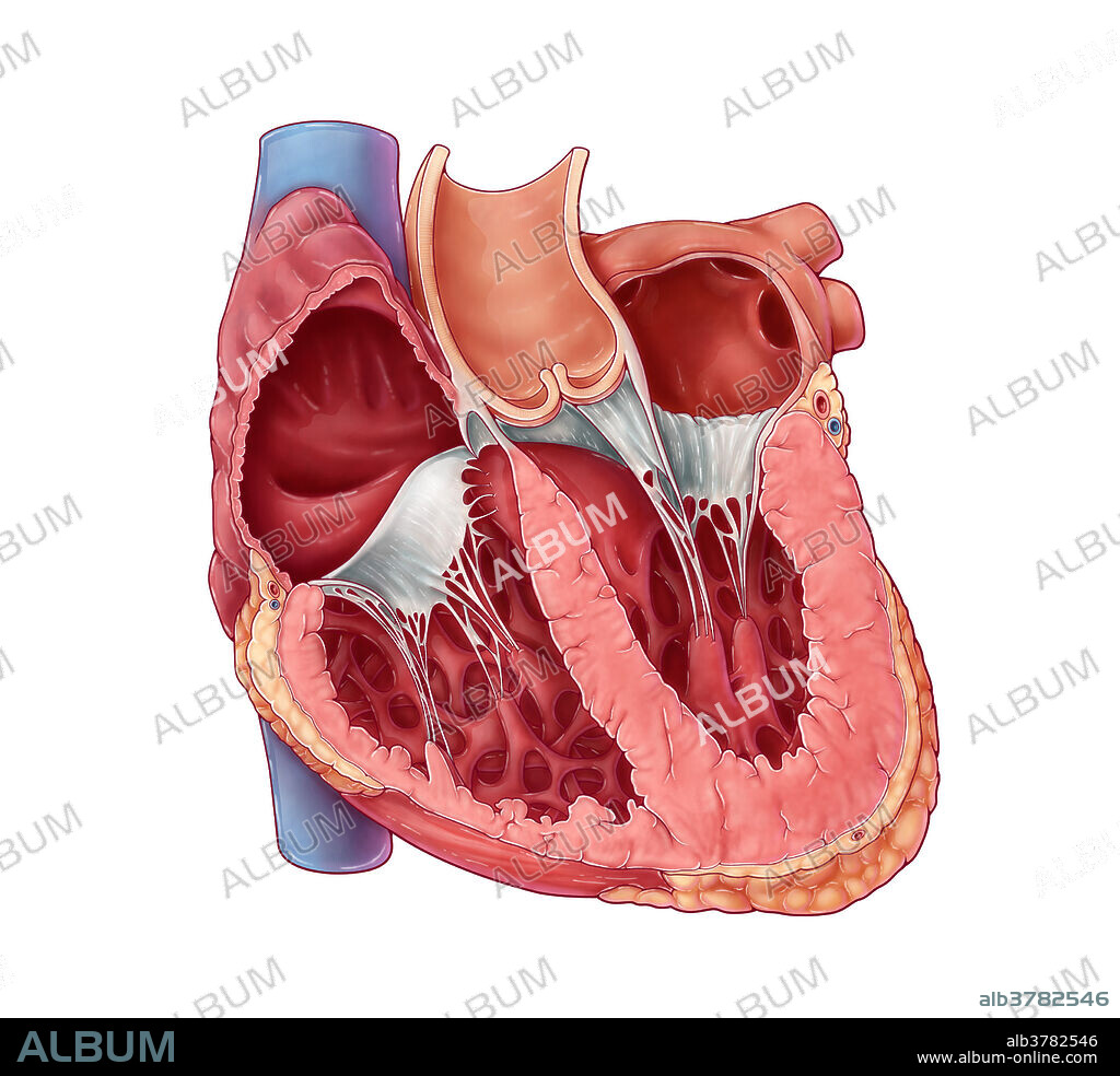 Heart Chambers, Illustration