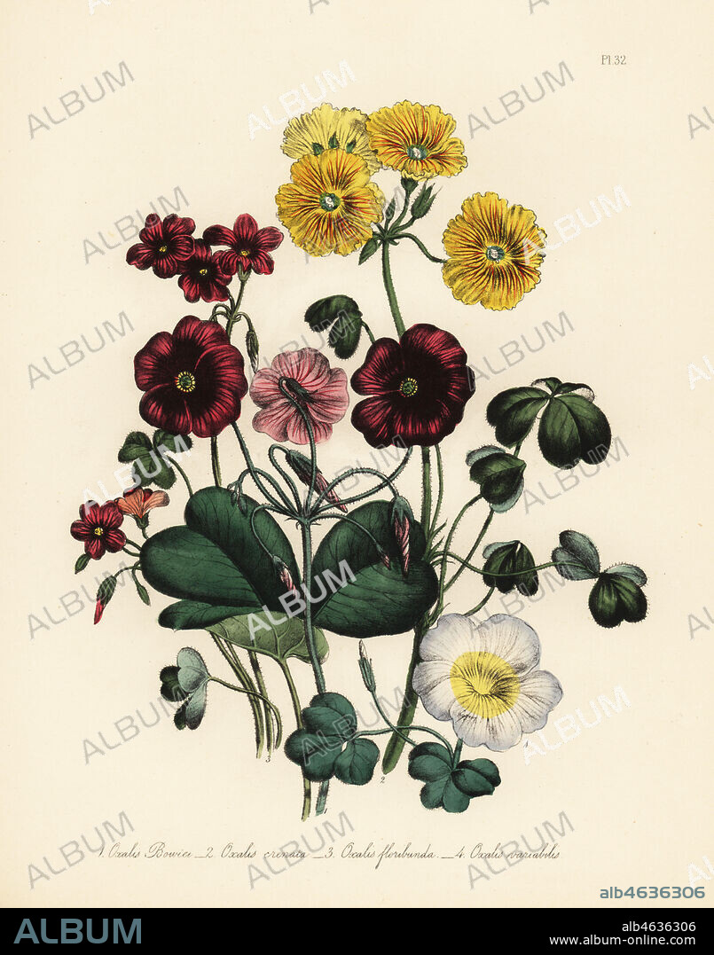 Mr. Bowie's oxalis, Oxalis bowiei, scalloped wood-sorrel, Oxalis crenata, many-flowered oxalis, Oxalis floribunda, and variable oxalis, Oxalis variabilis. Handfinished chromolithograph by Henry Noel Humphreys after an illustration by Jane Loudon from Mrs. Jane Loudon's Ladies Flower Garden of Ornamental Perennials, William S. Orr, London, 1849.