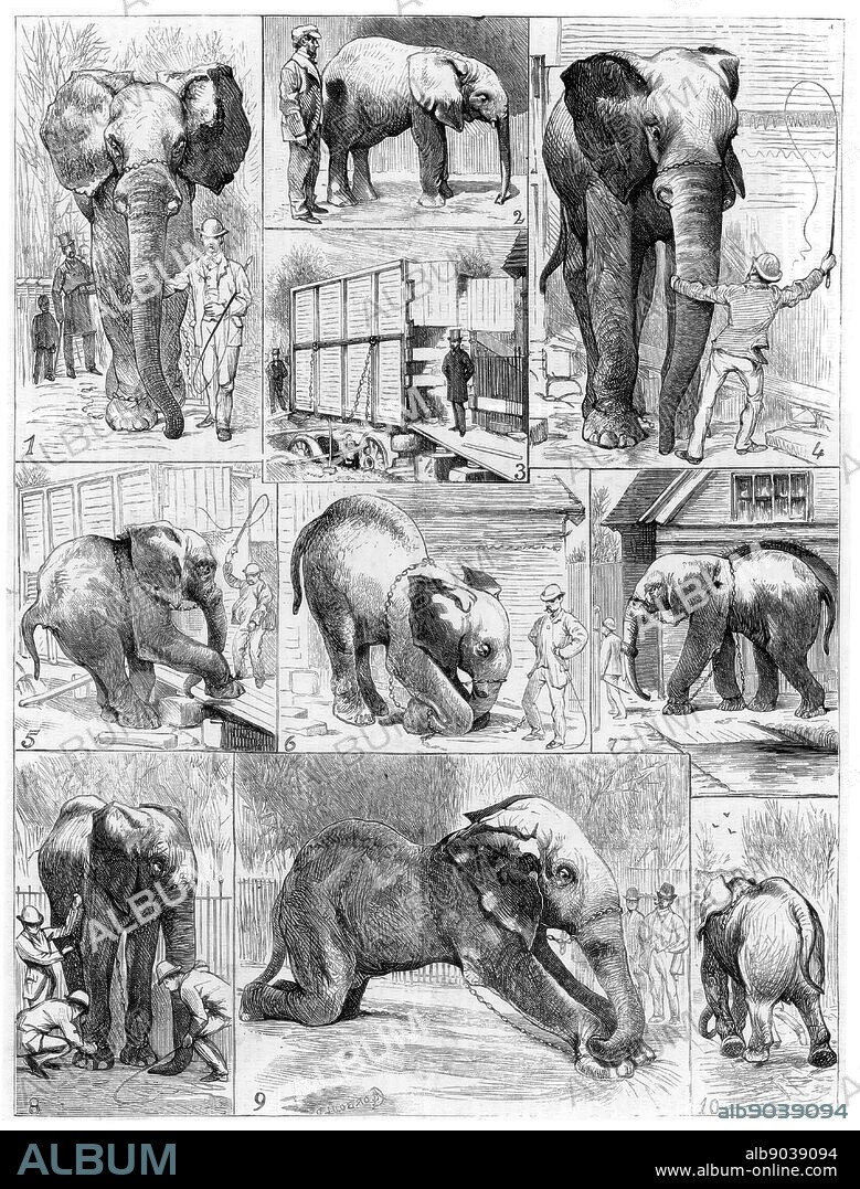 Jumbo the large African elephant sold by London Zoo in 1882 to the American showman Phineas Taylor Barnum (1810-1891) for his circus which became known as the 'Greatest Show on Earth'. Difficulties being experienced in getting Jumbo to leave his quarters. From 'Le Voleur' (Paris, 1882). Wood engraving.