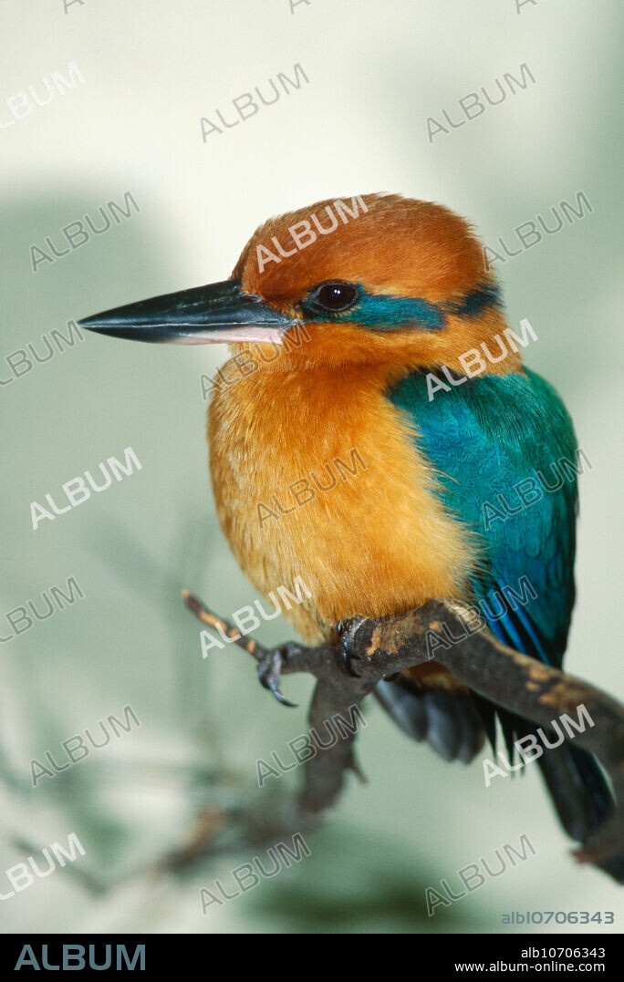 Guam Kingfisher (Halcyon cinnamomina cinnamomina). Guam.