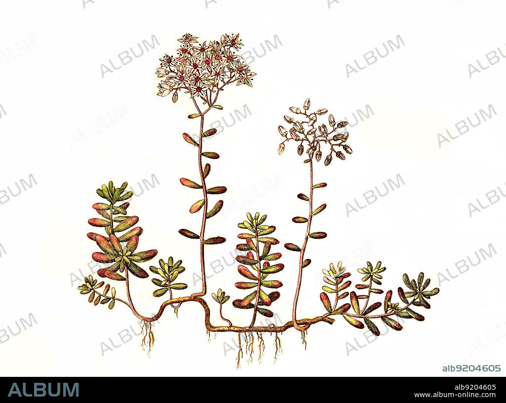 Weiße Fetthenne, Sedum album, auch Weißer Mauerpfeffer genannt, ist eine Pflanzenart aus der Gattung der Fetthennen (Sedum) in der Familie der Dickblattgewächse / Sedum album, the white stonecrop, is a flowering plant of the genus Sedum in the family Crassulaceae.