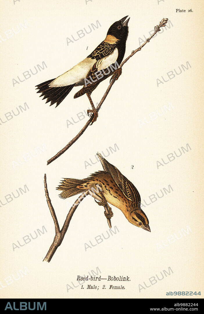 Reed-bird or bobolink, Dolichonyx oryzivorus, male 1, female 2. Chromolithograph after an ornithological illustration by John James Audubon from Benjamin Harry Warrens Report on the Birds of Pennsylvania, E.K. Mayers, Harrisburg, 1890.
