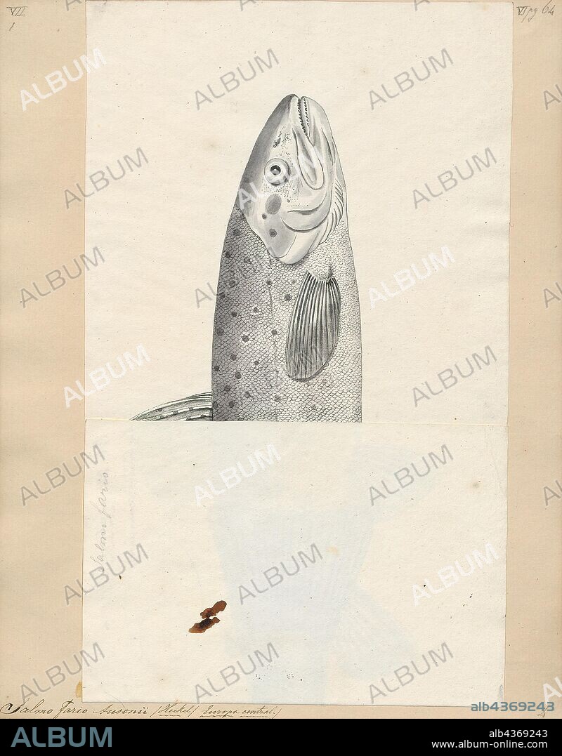 Salmo fario ausonii, Print, Salmo is a genus of fish in the salmon family Salmonidae that includes the European species of salmon and trout, among them the familiar Atlantic salmon Salmo salar and the brown trout Salmo trutta. The natural distribution of Salmo also extends to Northern Africa and to Western Asia around the Black Sea basin. The single Salmo species naturally found in the Atlantic North America is the Atlantic salmon, whereas the salmon and trout of the Pacific basin belong to another genus, Oncorhynchus. The generic name Salmo derives from the Latin salmo (salmon). The number of distinct species and subspecies in Salmo is a debated issue. Atlantic salmon and brown trout are widespread species, while most of the other taxa are narrowly distributed forms endemic to single watersheds., 1700-1880.