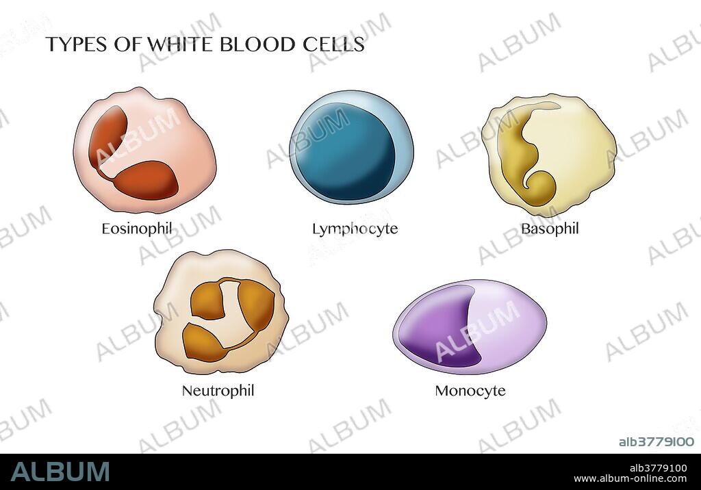 Illustration of types of white blood cells or leukocytes: basophil, lymphocyte, eosinophil, neutrophil, monocyte.