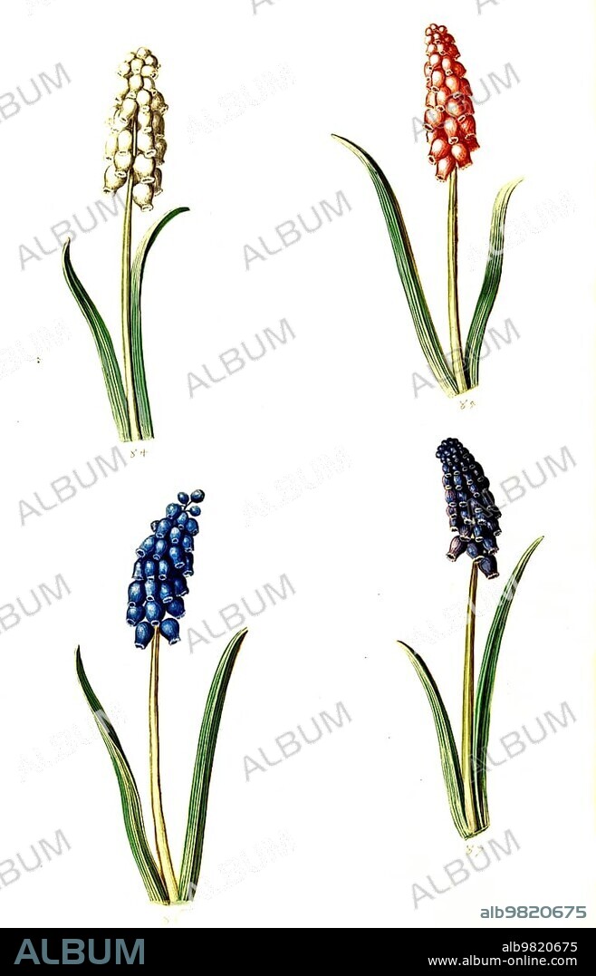 Small grape hyacinth (Muscari botryoides); Historic; digitally enhanced reproduction of an original from the period.