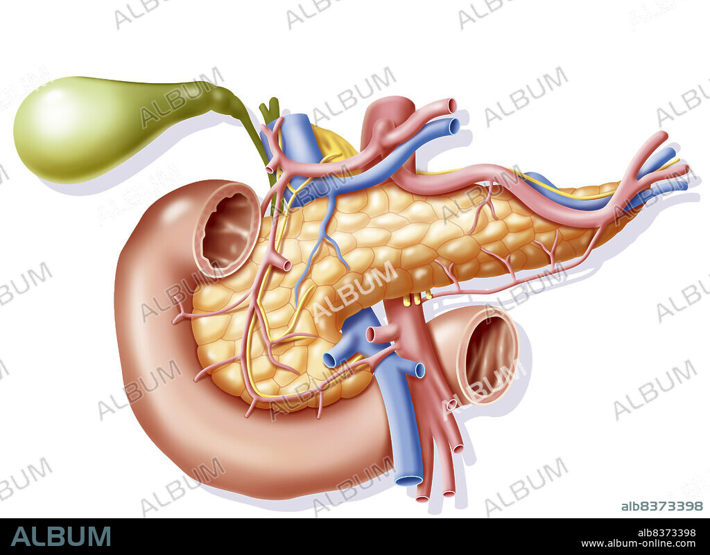 Représentation de la vascularisation du pancréas en vue antérieure avec ses rapports avec la vésicule et le canal cholédoque (vert), le duodénum (beige foncé) et le foie (brun rouge).. De l'aorte, part l'artère hépatique commune à gauche du dessin qui remonte vers la vésicule.. De cette artère descendent les artères gastroépiploïques qui décrivent une arcade qui rejoint l'artère mésentérique en avant de la partie terminale du duodénum.. De l'aorte, à droite du dessin part l'artère gastrique gauche, puis en dessous l'artère splénique gauche de laquelle se détache l'artère gastroépiploïque gauche qui rejoint l'artère mésentérique.. La veine porte donne à droite du dessin une veine gastrique gauche qui remonte vers l'estomac, et une veine splénique qui va vers la pointe du pancréas.. Du bord inférieur du pancréas en avant de la partie terminale du duodénum, apparait la veine mésentérique qui donne à gauche du dessin, une veine colique, et à droite du dessin une veine jéjunale.. Le plexux solaire au niveau du tronc coeliaque donne les filets nerveux qui suivent les trajets des différents vaisseaux.