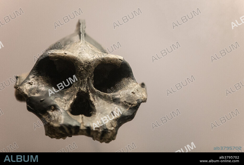 Skull of Paranthropus aethiopicus, an early hominid. This skull, known as the Black Skull due to the dark coloration of the bone, caused by high levels of manganese, was found in West Turkana, Kenya, and dates to about 2.5 million years old. Cast of the original. Specimen number: KNM-WT 17000.