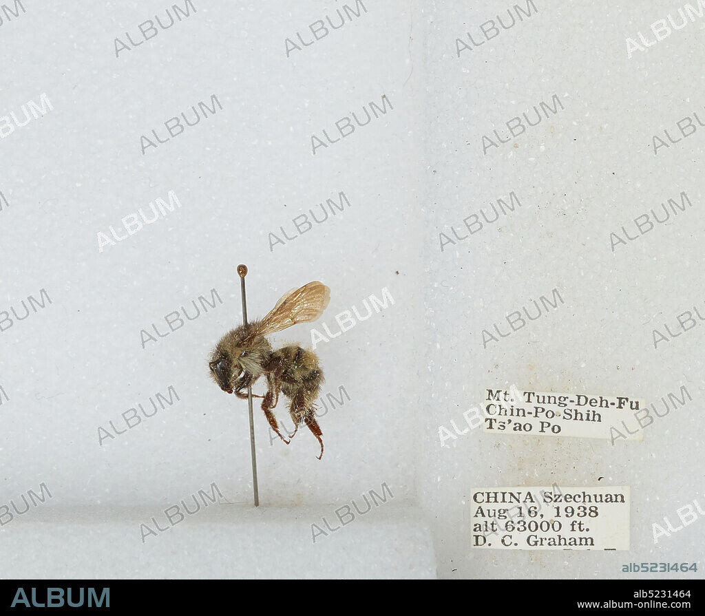 Mt. Tung-Deh-Fu Chin-Po-Shih Ts'ao Po, Sichuan, China, Bombus sp., Animalia, Arthropoda, Insecta, Hymenoptera, Apidae, Apinae.