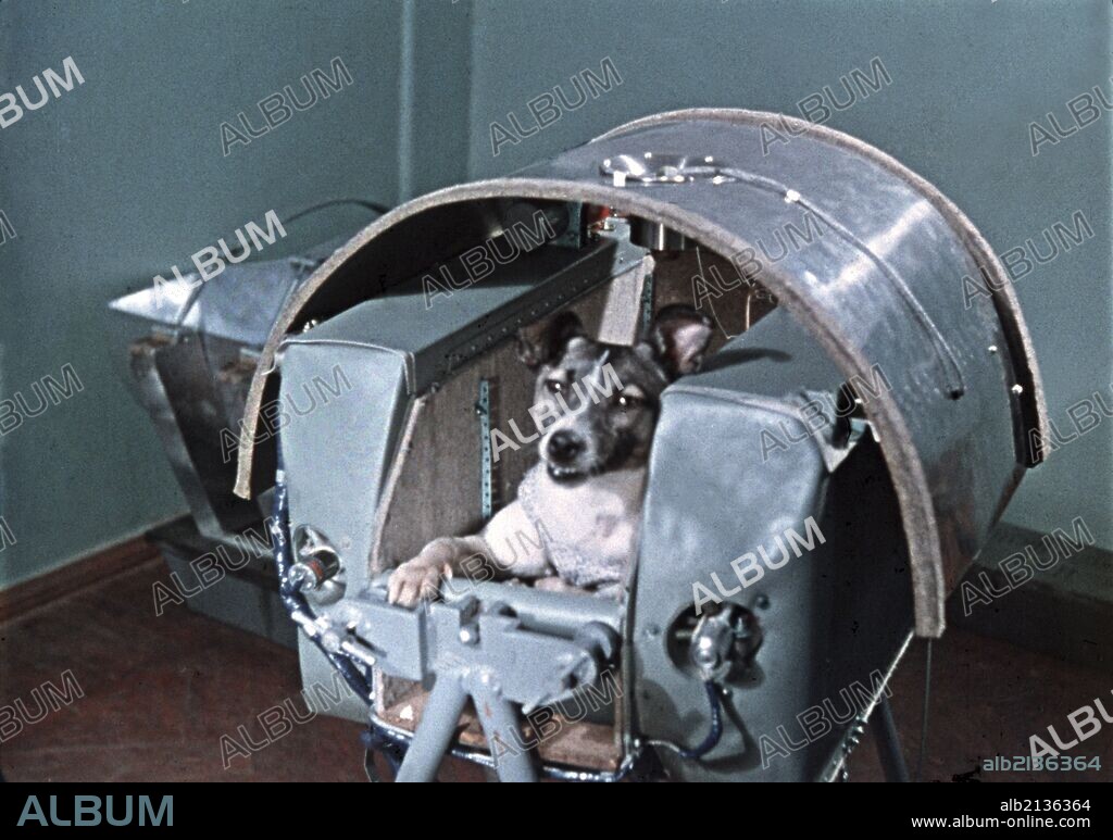 Laika, the first dog in space, in the sputnik 2 capsule. 01/02/2013