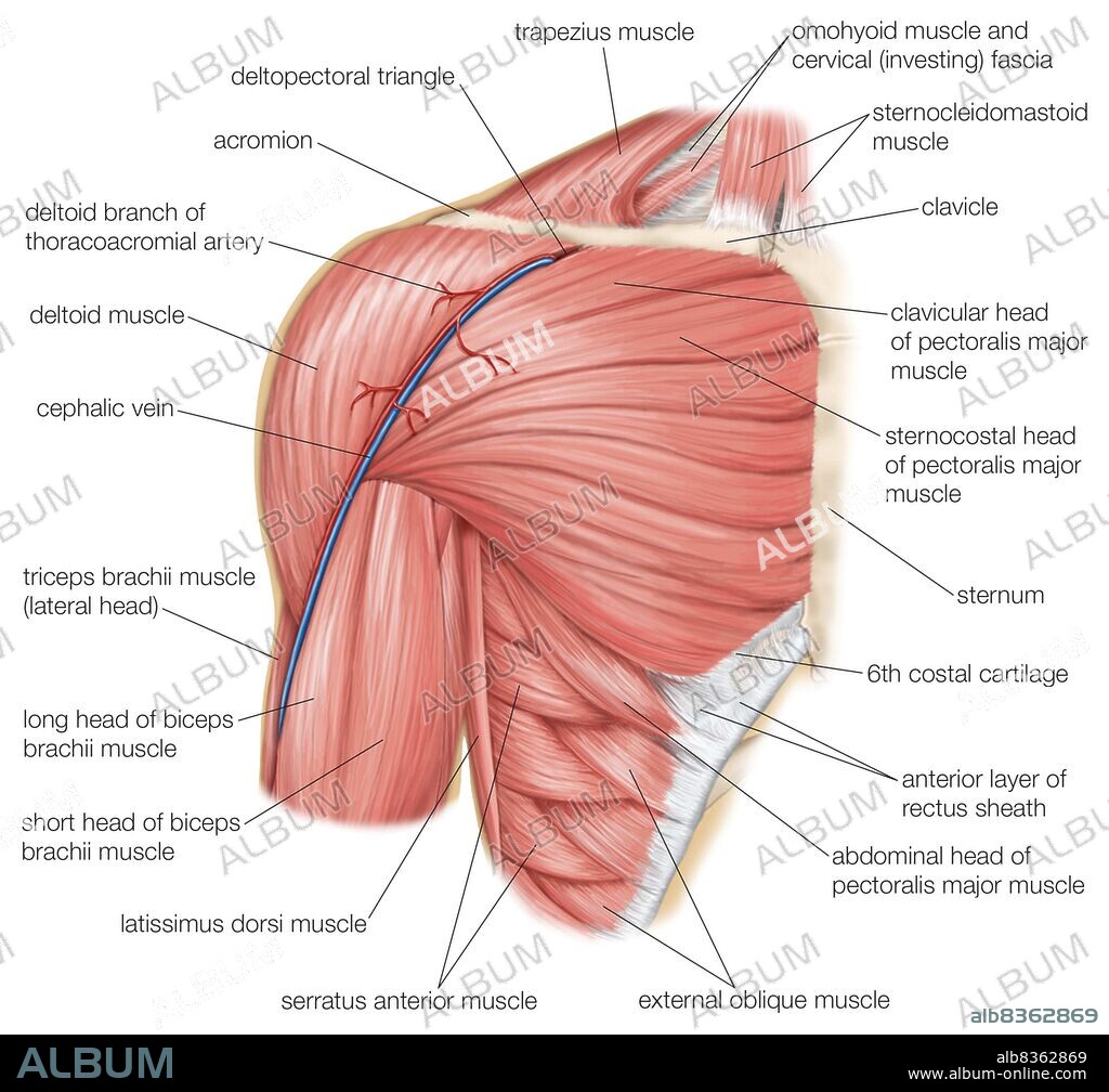 The muscles of the human shoulder, as well as the cephalic vein and thoracoacromial artery.