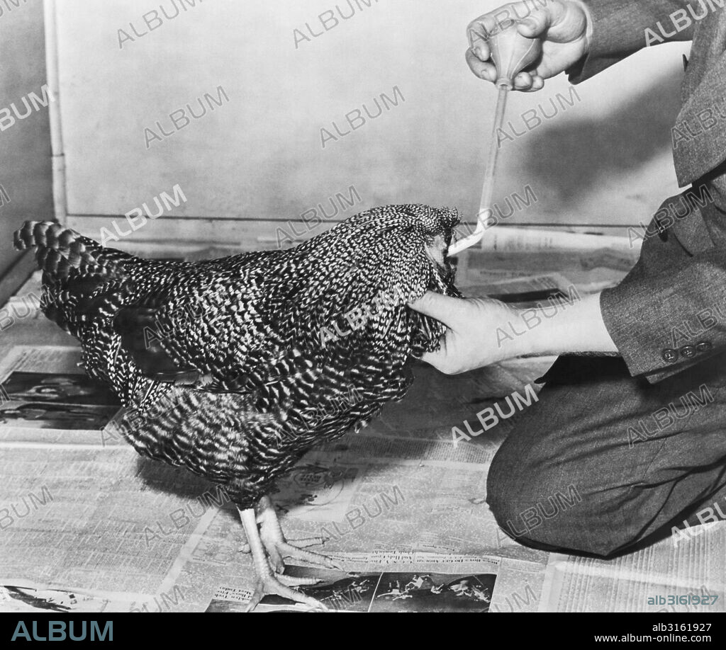 Fort Johnson, New York:  December 22, 1945. Henry, the rooster who was decapitated a week ago, is still alive and functioning. He is being fed a mixture of mash, cracked corn and milk through the esophagus by local veterinarian Dr. Hugh Mount. He has gained one half pound, guides himself around by sound, clucks and attempts to crow, and answers to the name of "Henry".