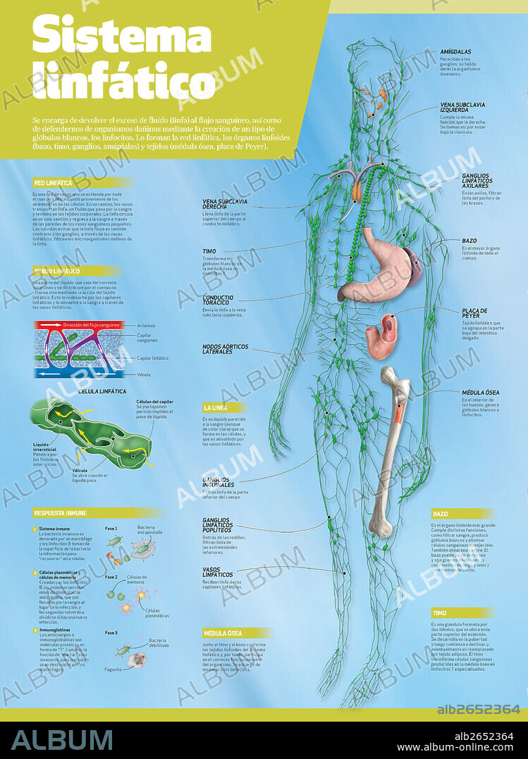sistema linfático. Infografía del sistema linfático.