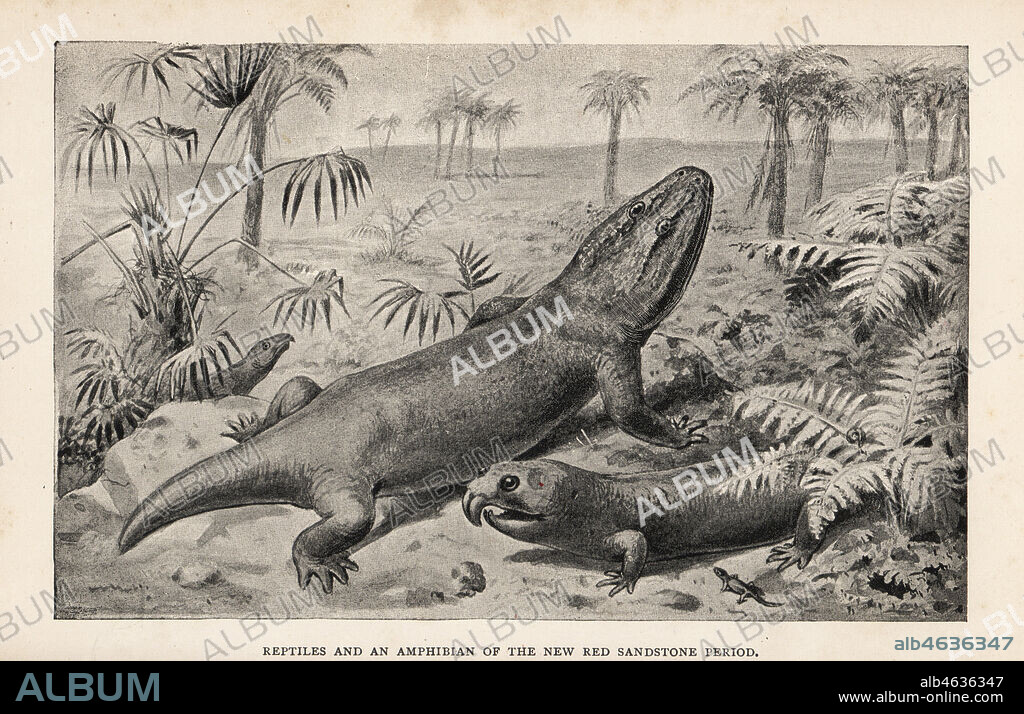 Reconstructions of extinct Rhynchosaurus articeps, Mastodonsaurus jaegeri, Hyperodapedon gordoni and Telerpeton lacertinum. Reptiles and an amphibian of the New Red Sandstone Period. Print after an illustration by Joseph Smit from Henry Neville Hutchinsons Creatures of Other Days, Popular Studies in Palaeontology, Chapman and Hall, London, 1896.