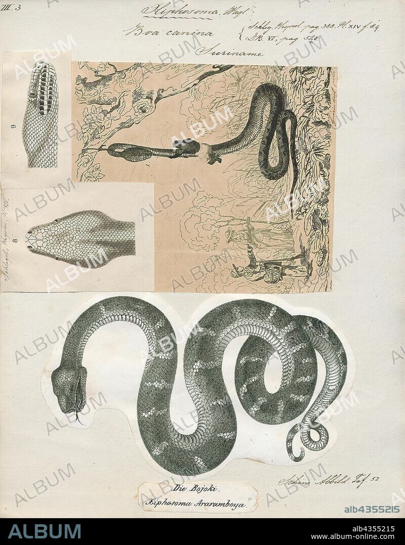 Boa canina, Print, Corallus caninus, commonly called the emerald tree boa, is a non-venomous boa species found in the rainforests of South America. Since 2009 the species Corallus batesii has been distinguished from C. caninus., 1700-1880.