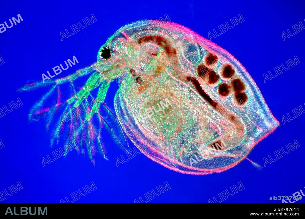 The water flea (Daphnia magna) is commonly found in fresh water. Water fleas are filter feeders that ingest algae, protozoan, or organic matter. The dark spots inside the animal are eggs. This image was created using the Rheinberg illumination technique. Magnification: 35x at 10 cm wide.
