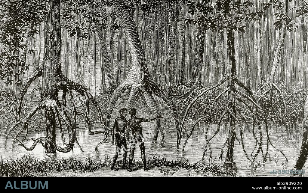 Africa. Expedición inglesa al Congo. Bosque de "mangroves" (manglares) en un pantano. Dibujo de B. Balaca. Grabado. La Ilustración Española y Americana, 8 de febero de 1876. Biblioteca Histórico Militar de Barcelona. Cataluña, España.