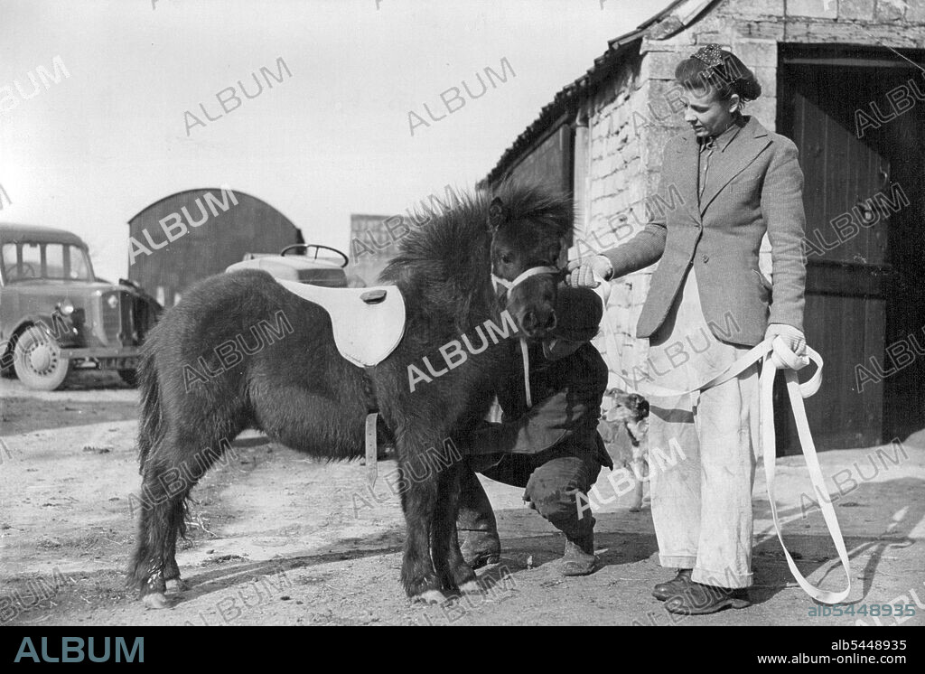 Cloudy Gets Ready For Prince Charles. Cloudy stands docilely as she is saddled for the first time by farm worker Roy Wintle. Holding her is Mrs. E. Seymour Williams, on whose farm Cloudy was born last June. Cloudy, the 12-month-old black Shetland pony which was accepted by Princess Elizabeth for Prince Charles, is getting lessons in good manners in readiness for the day she goes to her Royal owner. On the old Sodbury farm, near Bristol, where she was reared, the pony is getting an intensive course to accustom her to traffic, to a saddle, and good behaviour. Cloudy at the request of Princess Elizabeth, is being kept by Mrs. E. Seymour Williams at the farm until the Princess settles the question of a country residence. March 02, 1950. (Photo by Reuterphoto).