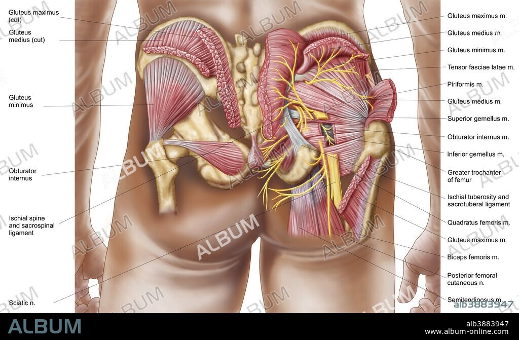Anatomy of the gluteal muscles in the human buttocks.