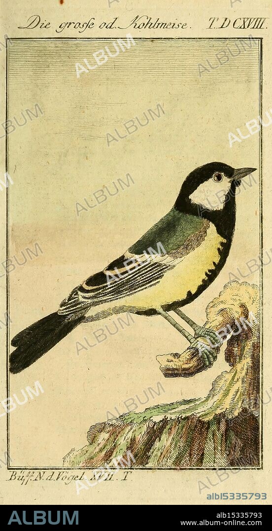 Herrn von Buffon's Naturgeschichte der Vögel, Brünn, Joseph Georg Trassler, 1786-1793, birds, major ornithology, classification, pictorial works, Parus, Parus spizites, A beautifully illustrated depiction of a bird known as the great tit, characterized by its distinct black cap, white cheeks, and vibrant yellow underbelly. The bird perches gracefully on a textured branch, showcasing its elegant form and feather patterns. Surrounding the main image are intricate details, including a caption in an ornate font, providing its name in German, 'Die große oder Kohlmeise,' along with an identification number indicating its place in a series. The overall composition reflects the artistry of natural history illustrations, highlighting the beauty of avian life.