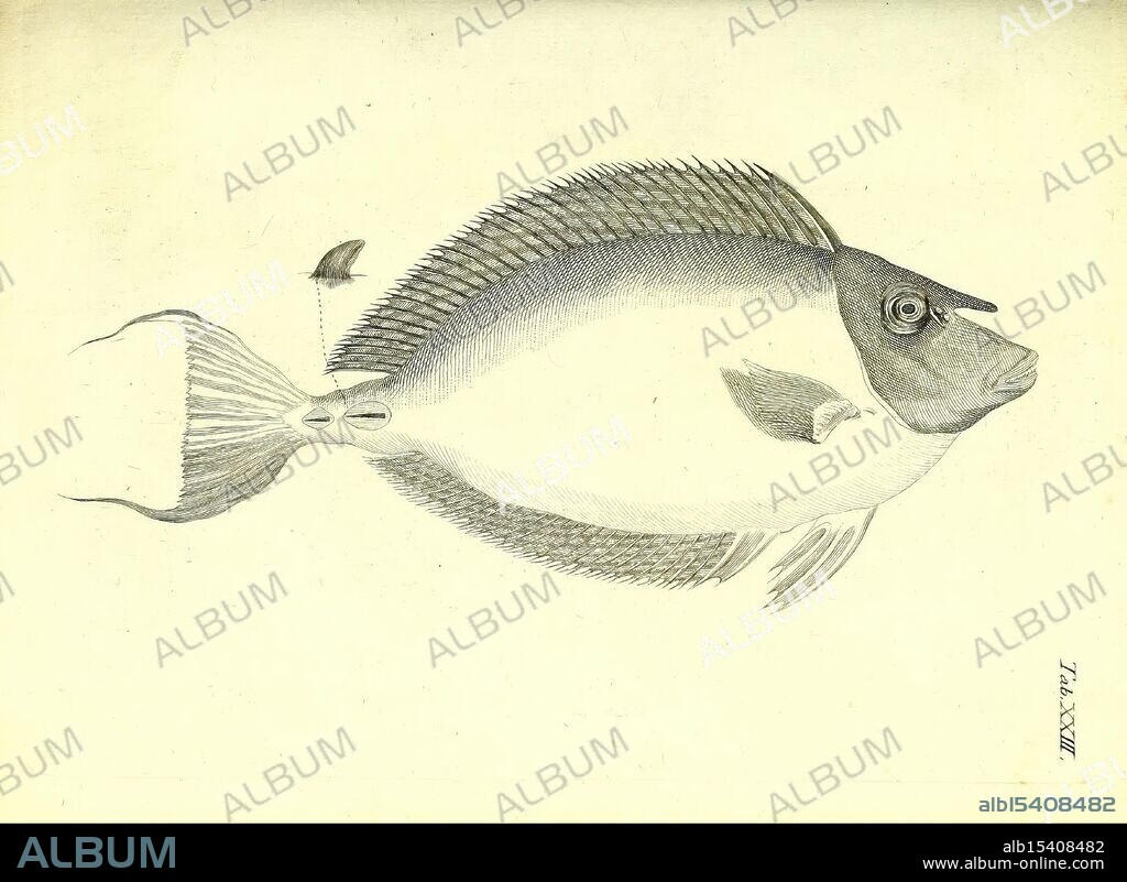 Icones rerum naturalium, Hauniae, Ex officina Mölleri, aulae typographi, prostat apud Cl. Philibert, 1776, Arabian Peninsula, Egypt, Mediterranean region, pictorial works, zoology, fishes, The illustration features a detailed depiction of a fish, showcasing its distinct features and anatomy. The fish is oriented horizontally with its dorsal fin prominently displayed. The body is oval-shaped, transitioning smoothly from the head to the tail. Its eye is large and positioned toward the top, while the mouth is slightly open, indicating a possible feeding posture. Below the head, the pectoral fin is visible, extending outward. The fins along the sides are intricately represented, exhibiting individual rays and a delicate structure. The tail is forked, illustrating the fish's streamlined design, which is essential for agile movement in the water.