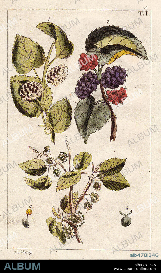 MURE BLANCHE RET MURE NOIRE - Gravure coloree a la main, Illustration de J. SCHALY pour l'ouvrage de G T WILHELM : Encyclopedie d'Histoire Naturelle, 1816, debut 19eme siecle. Credit FLORILEGIUS/KHARBINE TAPABOR. White and black mulberry and flowers, Morus alba, Morus nigra. Handcolored copperplate engraving of a botanical illustration by J. Schaly from G. T. Wilhelm's "Unterhaltungen aus der Naturgeschichte" (Encyclopedia of Natural History), Vienna, 1816. Gottlieb Tobias Wilhelm (1758-1811) was a Bavarian clergyman and naturalist in Augsburg, where the first edition was published.