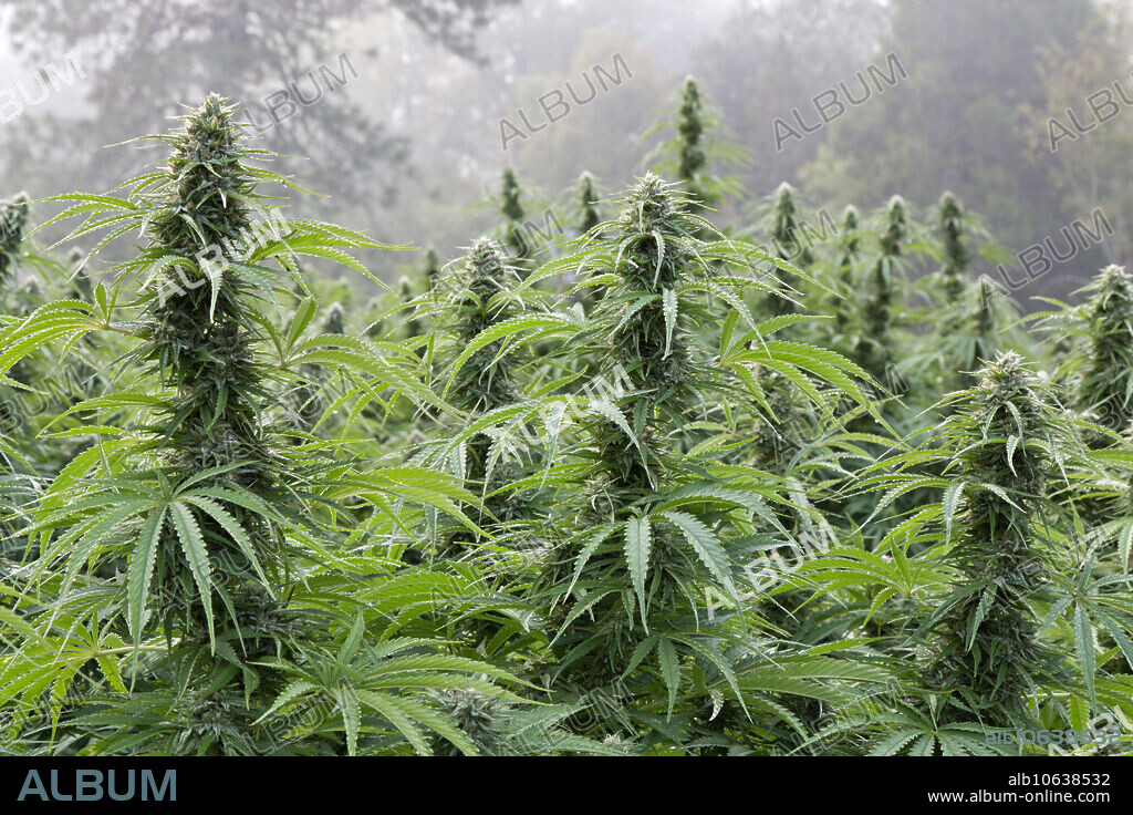 Flowering hemp (Cannabis sativa), 'Lifter' strain, cultivated for CBD oil. Josephine County, Oregon, USA.
