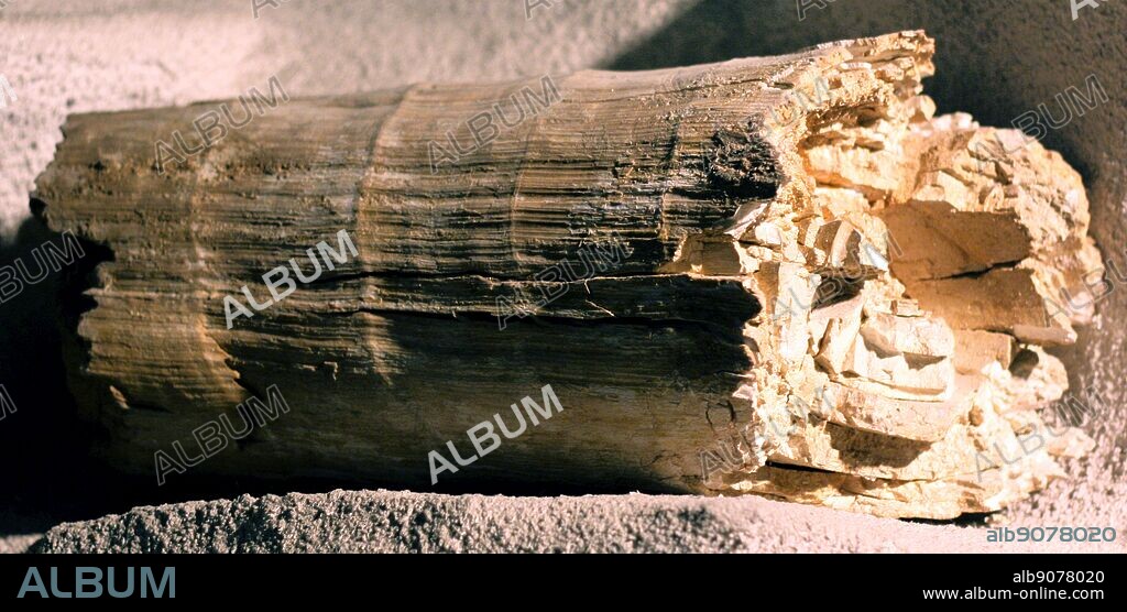 Mammuthus primigenius Blumenbach. Teeth and part of a large tusk of the woolly mammoth, an extinct elephant that lived in cold tundra areas. From gravel pits at Ashton Keynes, Wiltshire and cam, Gloucestershire.
