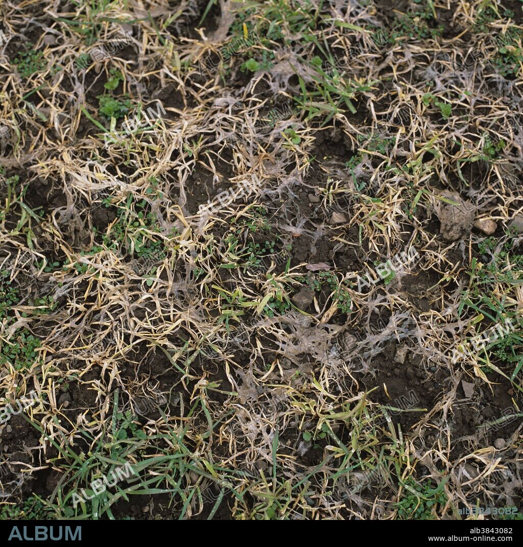 Speckled Snow Mold or Snow Rot (Typhula incarnata) damage to young barley crop.