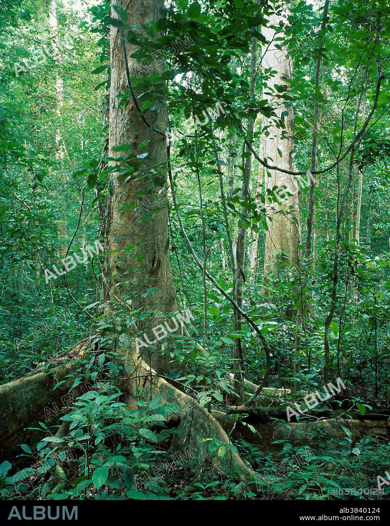 Buttressed tropical rainforest tree in Gunung Meja Nature Reserve, Irian Jaya (West New Guinea), Indonesia.