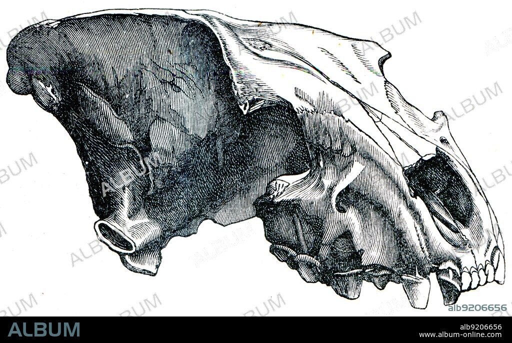 Skull cave hyena - Hyaena spelaea - an illustration to article 'Quaternary' of the encyclopedia publishers Education, St. Petersburg, Russian Empire, 1896.