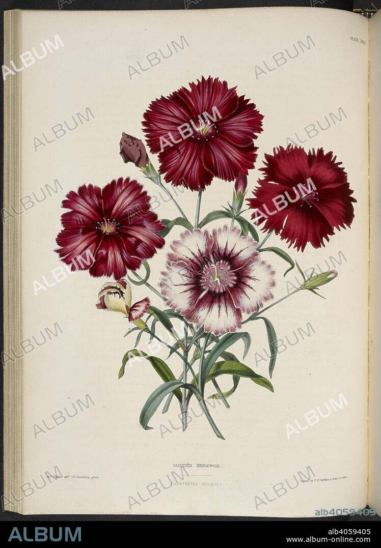 EDWARD GEORGE HENDERSON and MRS WITHERS. Dianthus sinensis, var. Heddewigii. Dianthus chinensis (China pink.) Dianthus Heddewigii. . The Illustrated Bouquet, consisting of figures, with descriptions of new flowers. London, 1857-64. Source: 1823.c.13 plate 33.