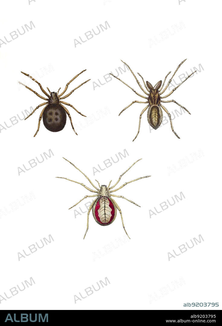 ""Monographia Aranearum"", Spiders