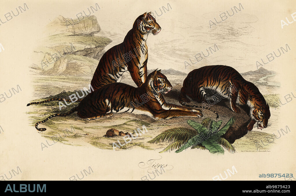 Tiger, Panthera tigris. Endangered. Tigres. Illustration copied from Felix-Edouard Guerin-Meneville's Dictionnaire Pittoresque d'Histoire Naturelle, 1834. Handcoloured steel engraving printed by F. Chardon from Achille Comtes Musee dHistoire Naturelle, Museum of Natural History, Gustave Hazard, Paris, 1854.