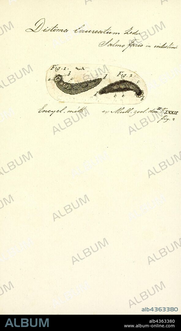 Distoma laureatum, Print, Trematodes, Fluke Worms, Distoma Hepaticum Or Liver Fluke, the trematodes are solid worms of a tongue or leaf shape.