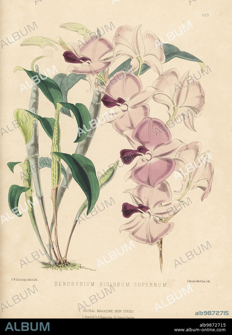 Cooktown orchid, Dendrobium bigibbum var. superbum, vulnerable. Native to Queensland, Australia, discovered by Dr Thomson on Mounth Adolphus, Torres Straits. As double-spurred dendrobe, Dendrobium bigibbum superbum. Handcolored botanical illustration drawn and lithographed by Frederick William Burbidge from Henry Honywood Dombrain's Floral Magazine, New Series, Volume 5, L. Reeve, London, 1876. Lithograph printed by Vincent Brooks, Day & Son.