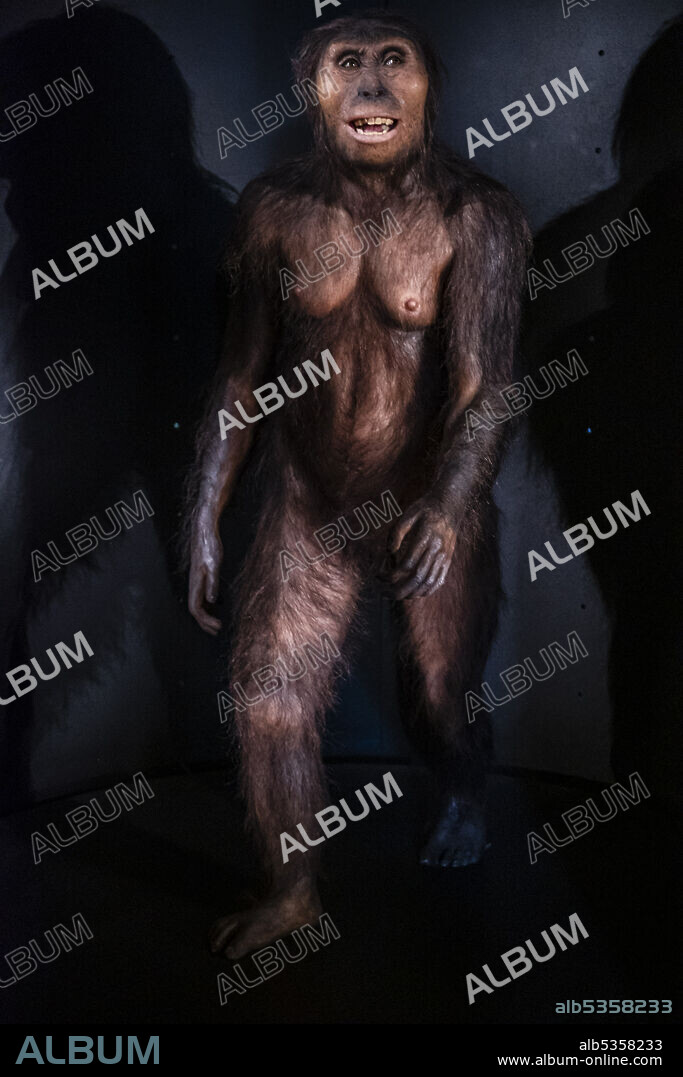 Australopithecus afarensis, Museo de la evolución humana, MEH, Burgos , Spain.