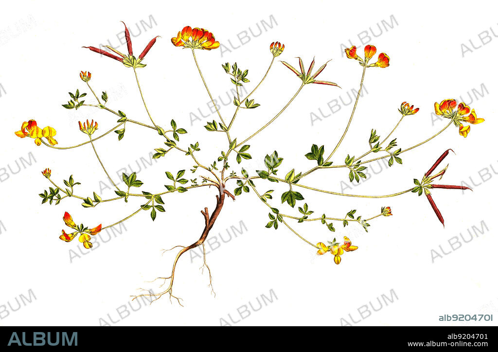 Gewöhnlicher Hornklee, Lotus corniculatus, auch Gemeiner Hornklee / Lotus corniculatus is a flowering plant in the pea family Fabaceae, native to grasslands in temperate Eurasia and North Africa. Common names include common bird's-foot trefoil, eggs and bacon, birdsfoot deervetch, and just bird's-foot trefoil,, historical, digital improved reproduction of an original from the 19th century / digital restaurierte Reproduktion einer Originalvorlage aus dem 19. Jahrhundert, genaues Originaldatum nicht bekannt.