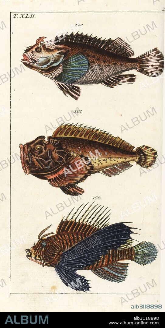 Black scorpion fish, Scorpaena porcus 120, estuarine stonefish, Synanceia horrida 121, and red lionfish, Pterois volitans 122. Handcolored copperplate engraving from Gottlieb Tobias Wilhelm's Encyclopedia of Natural History: Fish, Augsburg, 1804. Wilhelm (1758-1811) was a Bavarian clergyman and naturalist known as the German Buffon.