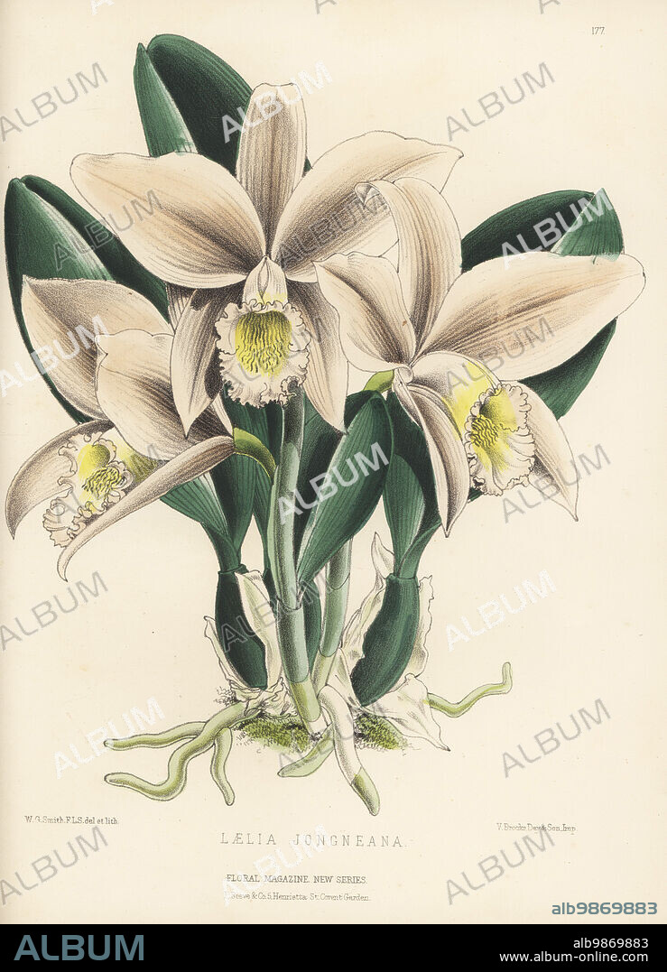 Jonghe's cattleya orchid, Cattleya jongheana, native to Brazil. Imported by Jean de Jonghe of Brussels, discovered by Libon. As Laelia jongheana, Laelia jongneana on plate. Handcolored botanical illustration drawn and lithographed by Worthington George Smith from Henry Honywood Dombrain's Floral Magazine, New Series, Volume 4, L. Reeve, London, 1875. Lithograph printed by Vincent Brooks, Day & Son.