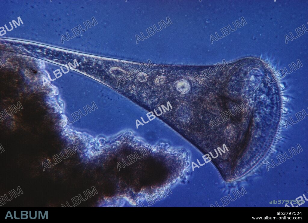 Light micrograph showing the ciliate species Stentor coeruleus (extended). Magnification unknown.