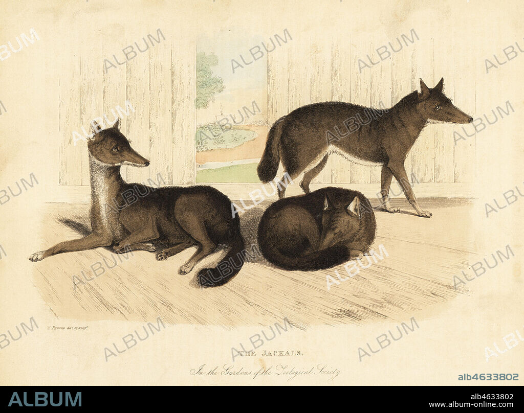 Golden jackal, Canis aureus. The Jackals in the Gardens of the Zoological Society. Handcoloured copperplate drawn and engraved by W. Panormo from William Smellies translation of Count Georges Buffons History of the Earth and Animated Nature, Thomas Kelly, London, 1829.