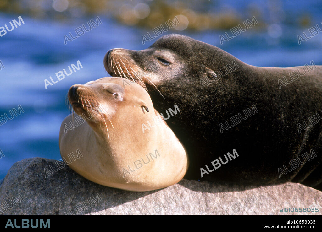 California Sea Lions (Zalophus californianus) sleeping on rocks.